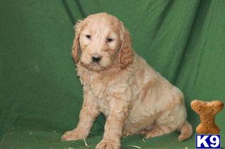 Goldendoodles Puppies for Sale